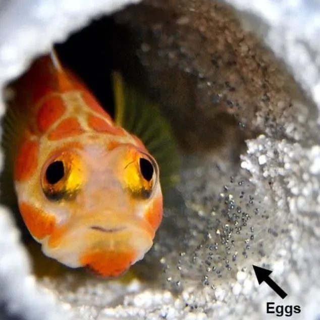 thumbnail for publication: Aquaculture Applications of the Family Gobiidae